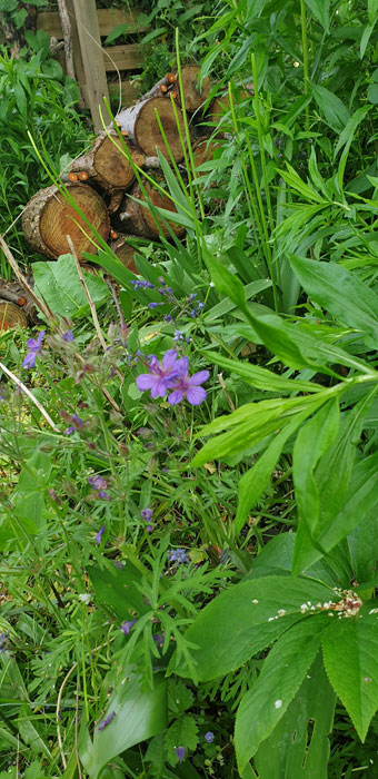 Log pile - great for insect habitats